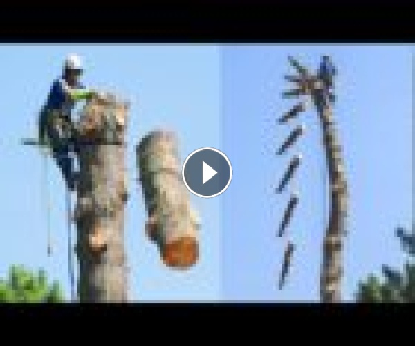 Dangerous Skills Cutting Big Tree 200m Height – INCREDIBLE  Tree Felling Machine Working.