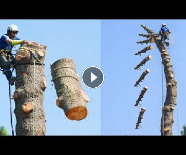 Dangerous Skills Cutting Big Tree 200m Height – INCREDIBLE  Tree Felling Machine Working.