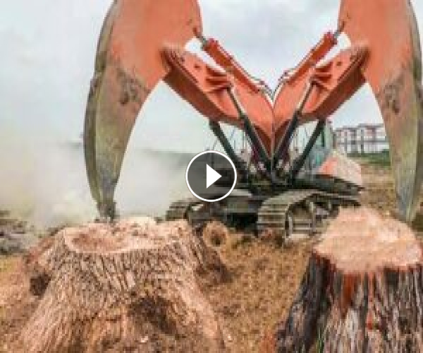 10 Extreme Powerful Tree Destroy Equipment Working – Dangerous Stump Removal Wood Cutting Machines