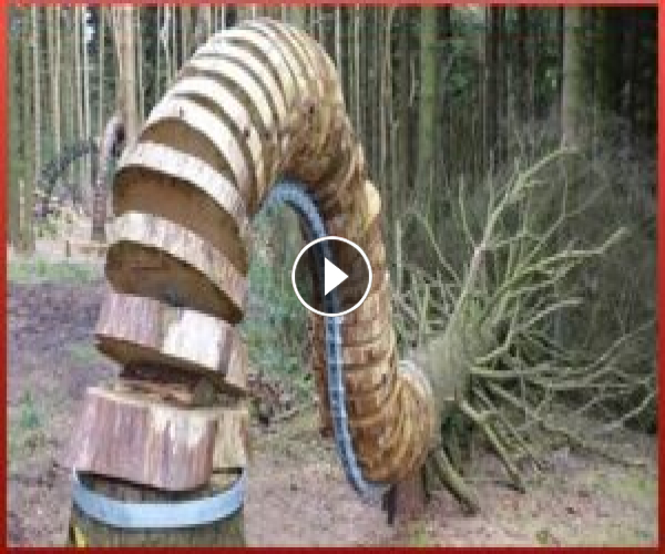 Dangerous Tree Cutting Skills With Chainsaw And Heavy Logging Equipment ▶ 2