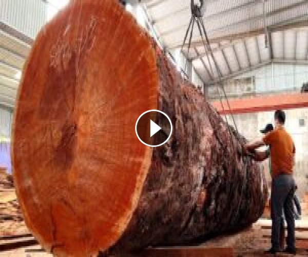 Wood Cutting Skills // Giant Wood Saw Working At Full Capacity